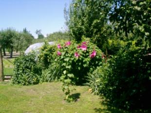 Mocsári hibiszkusz egy alföldi kertben