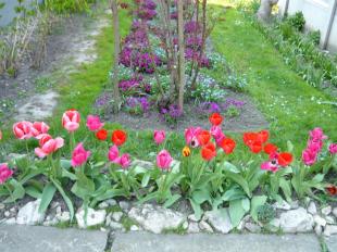 Tulipán, primula, nefelejcs