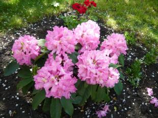 Rododendron a meggyfa fehér 