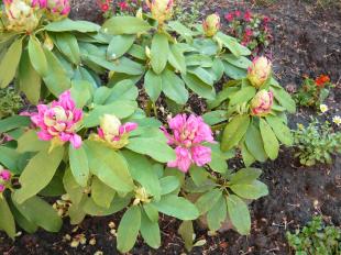 Feslenek a bimbók a rododendronon