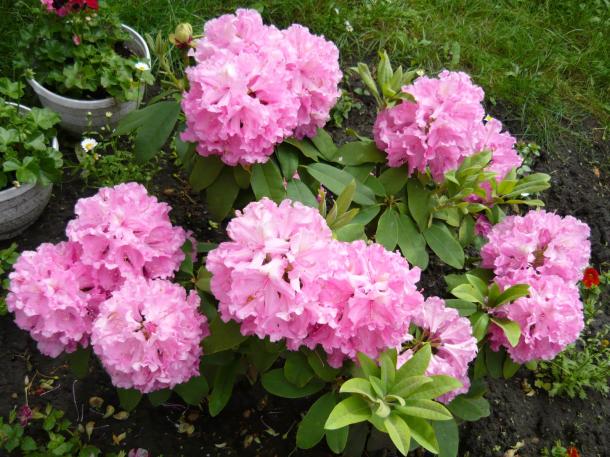 Teljes virágpompában a rododendron
