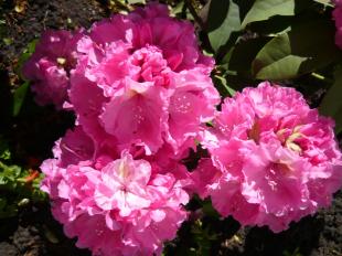 A rododendron egy virágcsoportja közelebbről