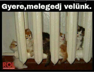 cicák melegednek