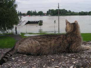 Gátőr